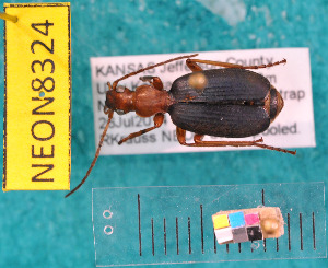  ( - NEONcarabid8324)  @14 [ ] Copyright (2010) National Ecological Observatory Network, Inc. National Ecological Observatory Network (NEON) http://www.neoninc.org/content/copyright