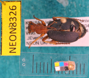 ( - NEONcarabid8326)  @13 [ ] Copyright (2010) National Ecological Observatory Network, Inc. National Ecological Observatory Network (NEON) http://www.neoninc.org/content/copyright