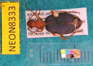  ( - NEONcarabid8333)  @13 [ ] Copyright (2010) National Ecological Observatory Network, Inc. National Ecological Observatory Network (NEON) http://www.neoninc.org/content/copyright