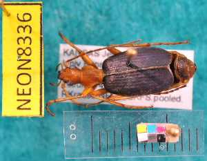  ( - NEONcarabid8336)  @15 [ ] Copyright (2010) National Ecological Observatory Network, Inc. National Ecological Observatory Network (NEON) http://www.neoninc.org/content/copyright