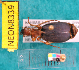  ( - NEONcarabid8339)  @14 [ ] Copyright (2010) National Ecological Observatory Network, Inc. National Ecological Observatory Network (NEON) http://www.neoninc.org/content/copyright