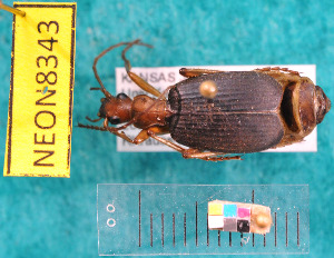  ( - NEONcarabid8343)  @14 [ ] Copyright (2010) National Ecological Observatory Network, Inc. National Ecological Observatory Network (NEON) http://www.neoninc.org/content/copyright