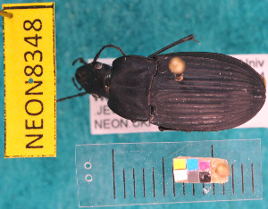  (Dicaelus furvus - NEONcarabid8348)  @13 [ ] Copyright (2010) National Ecological Observatory Network, Inc. National Ecological Observatory Network (NEON) http://www.neoninc.org/content/copyright