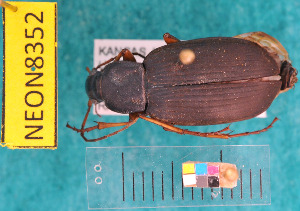  (Chlaenius erythropus - NEONcarabid8352)  @14 [ ] Copyright (2010) National Ecological Observatory Network, Inc. National Ecological Observatory Network (NEON) http://www.neoninc.org/content/copyright