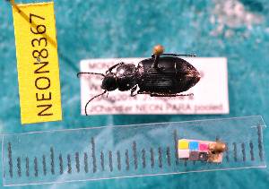  ( - NEONcarabid8367)  @13 [ ] Copyright (2010) National Ecological Observatory Network, Inc. National Ecological Observatory Network (NEON) http://www.neoninc.org/content/copyright