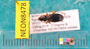  ( - NEONcarabid8478)  @13 [ ] Copyright (2010) National Ecological Observatory Network, Inc. National Ecological Observatory Network (NEON) http://www.neoninc.org/content/copyright