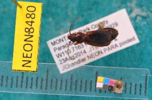  ( - NEONcarabid8480)  @13 [ ] Copyright (2010) National Ecological Observatory Network, Inc. National Ecological Observatory Network (NEON) http://www.neoninc.org/content/copyright