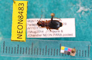  ( - NEONcarabid8483)  @13 [ ] Copyright (2010) National Ecological Observatory Network, Inc. National Ecological Observatory Network (NEON) http://www.neoninc.org/content/copyright