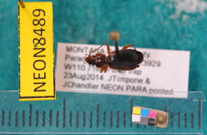  ( - NEONcarabid8489)  @13 [ ] Copyright (2010) National Ecological Observatory Network, Inc. National Ecological Observatory Network (NEON) http://www.neoninc.org/content/copyright