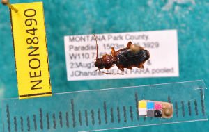  ( - NEONcarabid8490)  @13 [ ] Copyright (2010) National Ecological Observatory Network, Inc. National Ecological Observatory Network (NEON) http://www.neoninc.org/content/copyright