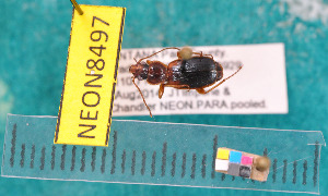  ( - NEONcarabid8497)  @13 [ ] Copyright (2010) National Ecological Observatory Network, Inc. National Ecological Observatory Network (NEON) http://www.neoninc.org/content/copyright