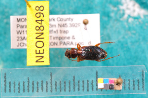  ( - NEONcarabid8498)  @13 [ ] Copyright (2010) National Ecological Observatory Network, Inc. National Ecological Observatory Network (NEON) http://www.neoninc.org/content/copyright