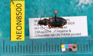  ( - NEONcarabid8500)  @13 [ ] Copyright (2010) National Ecological Observatory Network, Inc. National Ecological Observatory Network (NEON) http://www.neoninc.org/content/copyright
