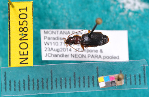  ( - NEONcarabid8501)  @13 [ ] Copyright (2010) National Ecological Observatory Network, Inc. National Ecological Observatory Network (NEON) http://www.neoninc.org/content/copyright