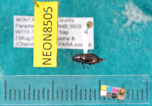  ( - NEONcarabid8505)  @13 [ ] Copyright (2010) National Ecological Observatory Network, Inc. National Ecological Observatory Network (NEON) http://www.neoninc.org/content/copyright
