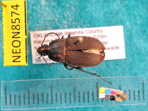  ( - NEONcarabid8574)  @13 [ ] Copyright (2010) National Ecological Observatory Network, Inc. National Ecological Observatory Network (NEON) http://www.neoninc.org/content/copyright