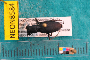  ( - NEONcarabid8584)  @12 [ ] Copyright (2010) National Ecological Observatory Network, Inc. National Ecological Observatory Network (NEON) http://www.neoninc.org/content/copyright