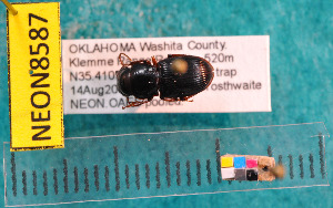  ( - NEONcarabid8587)  @13 [ ] Copyright (2010) National Ecological Observatory Network, Inc. National Ecological Observatory Network (NEON) http://www.neoninc.org/content/copyright