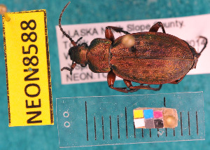  ( - NEONcarabid8588)  @14 [ ] Copyright (2010) National Ecological Observatory Network, Inc. National Ecological Observatory Network (NEON) http://www.neoninc.org/content/copyright