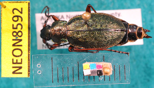  ( - NEONcarabid8592)  @13 [ ] Copyright (2010) National Ecological Observatory Network, Inc. National Ecological Observatory Network (NEON) http://www.neoninc.org/content/copyright