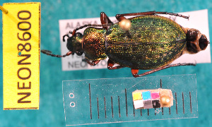  ( - NEONcarabid8600)  @13 [ ] Copyright (2010) National Ecological Observatory Network, Inc. National Ecological Observatory Network (NEON) http://www.neoninc.org/content/copyright