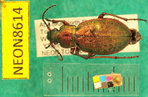  (Carabus truncaticollis - NEONcarabid8614)  @14 [ ] Copyright (2010) National Ecological Observatory Network, Inc. National Ecological Observatory Network (NEON) http://www.neoninc.org/content/copyright