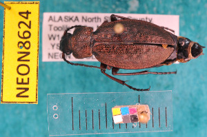  ( - NEONcarabid8624)  @13 [ ] Copyright (2010) National Ecological Observatory Network, Inc. National Ecological Observatory Network (NEON) http://www.neoninc.org/content/copyright