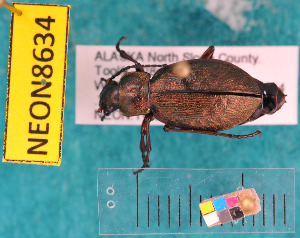  ( - NEONcarabid8634)  @14 [ ] Copyright (2010) National Ecological Observatory Network, Inc. National Ecological Observatory Network (NEON) http://www.neoninc.org/content/copyright