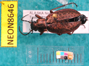  ( - NEONcarabid8646)  @13 [ ] Copyright (2010) National Ecological Observatory Network, Inc. National Ecological Observatory Network (NEON) http://www.neoninc.org/content/copyright