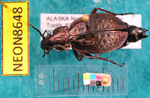  ( - NEONcarabid8648)  @13 [ ] Copyright (2010) National Ecological Observatory Network, Inc. National Ecological Observatory Network (NEON) http://www.neoninc.org/content/copyright