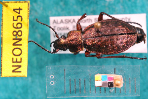  ( - NEONcarabid8654)  @14 [ ] Copyright (2010) National Ecological Observatory Network, Inc. National Ecological Observatory Network (NEON) http://www.neoninc.org/content/copyright