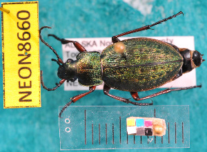  ( - NEONcarabid8660)  @14 [ ] Copyright (2010) National Ecological Observatory Network, Inc. National Ecological Observatory Network (NEON) http://www.neoninc.org/content/copyright