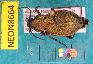  ( - NEONcarabid8664)  @14 [ ] Copyright (2010) National Ecological Observatory Network, Inc. National Ecological Observatory Network (NEON) http://www.neoninc.org/content/copyright