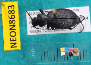  ( - NEONcarabid8683)  @13 [ ] Copyright (2010) National Ecological Observatory Network, Inc. National Ecological Observatory Network (NEON) http://www.neoninc.org/content/copyright