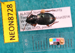  ( - NEONcarabid8728)  @13 [ ] Copyright (2010) National Ecological Observatory Network, Inc. National Ecological Observatory Network (NEON) http://www.neoninc.org/content/copyright