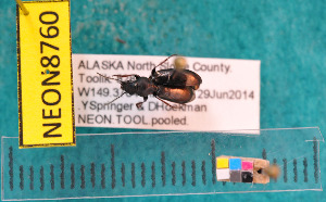  ( - NEONcarabid8760)  @12 [ ] Copyright (2010) National Ecological Observatory Network, Inc. National Ecological Observatory Network (NEON) http://www.neoninc.org/content/copyright