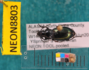 ( - NEONcarabid8803)  @13 [ ] Copyright (2010) National Ecological Observatory Network, Inc. National Ecological Observatory Network (NEON) http://www.neoninc.org/content/copyright