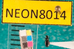  ( - NEONcarabid8014)  @13 [ ] Copyright (2010) National Ecological Observatory Network, Inc. National Ecological Observatory Network (NEON) http://www.neoninc.org/content/copyright