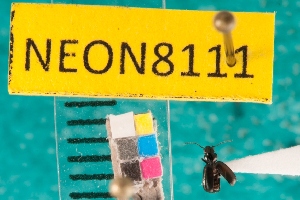  ( - NEONcarabid8111)  @13 [ ] Copyright (2010) National Ecological Observatory Network, Inc. National Ecological Observatory Network (NEON) http://www.neoninc.org/content/copyright