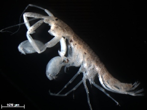  (Grandidierella cf. bonnieroides - B25-Uca)  @11 [ ] Copyright (2019) Fiona MacKay Oceanographic Research Institute