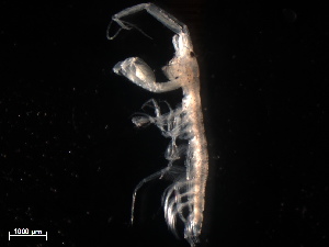  (Grandidierella lignorum - B27-C)  @11 [ ] Copyright (2019) Fiona MacKay Oceanographic Research Institute