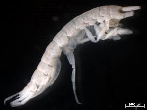  ( - B34-PEA3)  @11 [ ] Copyright (2019) Fiona MacKay Oceanographic Research Institute