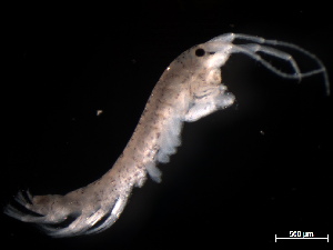  (Grandidierella sp. 2 - B48-SL)  @11 [ ] Copyright (2019) Fiona MacKay Oceanographic Research Institute
