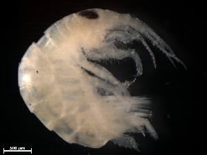  (Paramoera capensis - B53-MPU)  @11 [ ] Copyright (2019) Fiona MacKay Oceanographic Research Institute