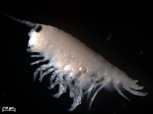  (Chiltoniidae - B61-SL)  @11 [ ] Copyright (2019) Fiona MacKay Oceanographic Research Institute