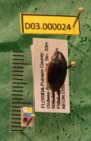  (Dytiscus sp - BET.D03.000024)  @11 [ ] Copyright (2010) National Ecological Observatory Network, Inc. National Ecological Observatory Network (NEON) http://www.neoninc.org/content/copyright