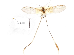  (Semirhynchia - CCDB-30318-A08)  @11 [ ] CreativeCommons - Attribution (2018) CBG Photography Group Centre for Biodiversity Genomics