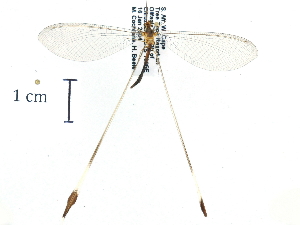  ( - CCDB-30318-B02)  @11 [ ] CreativeCommons - Attribution (2018) CBG Photography Group Centre for Biodiversity Genomics