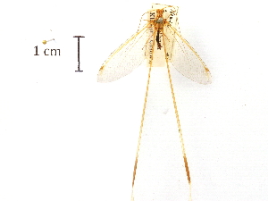  (Nemia costalis - CCDB-30318-D10)  @11 [ ] CreativeCommons - Attribution (2018) CBG Photography Group Centre for Biodiversity Genomics