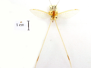  (Nemia angulata - CCDB-30318-E01)  @11 [ ] CreativeCommons - Attribution (2018) CBG Photography Group Centre for Biodiversity Genomics